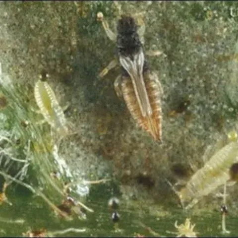 thumbnail for publication: Greenhouse Thrips, Heliothrips haemorrhoidalis (Bouche) Insecta: Thysanoptera: Thripidae)